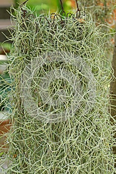 Spanish moss or Old ManÃ¢â¬â¢s Beard hanging from metal crown in th